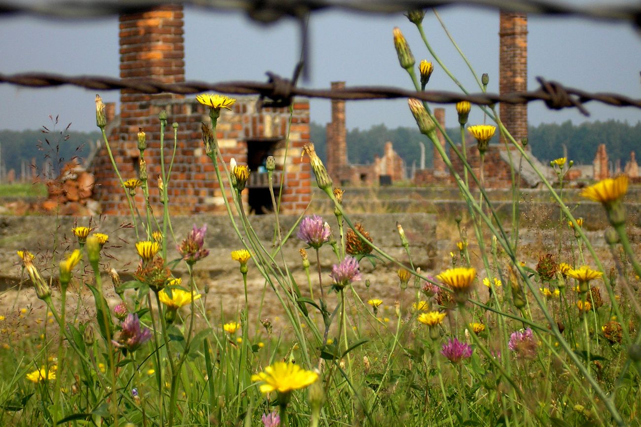 Auschwitz-Birkenau – op de voorgrond bloeiende bloemen, op de achtergrond de schoorstenen van de afgebrande barakken.