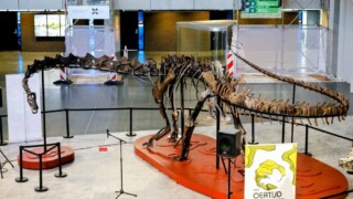 Skelet van de diplodocus in de hal van het provinciehuis