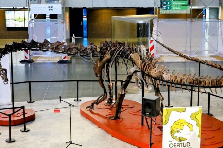 Skelet van de diplodocus in de hal van het provinciehuis