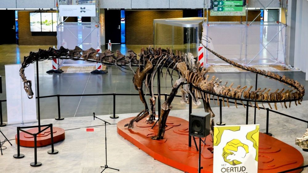 Skelet van de diplodocus in de hal van het provinciehuis