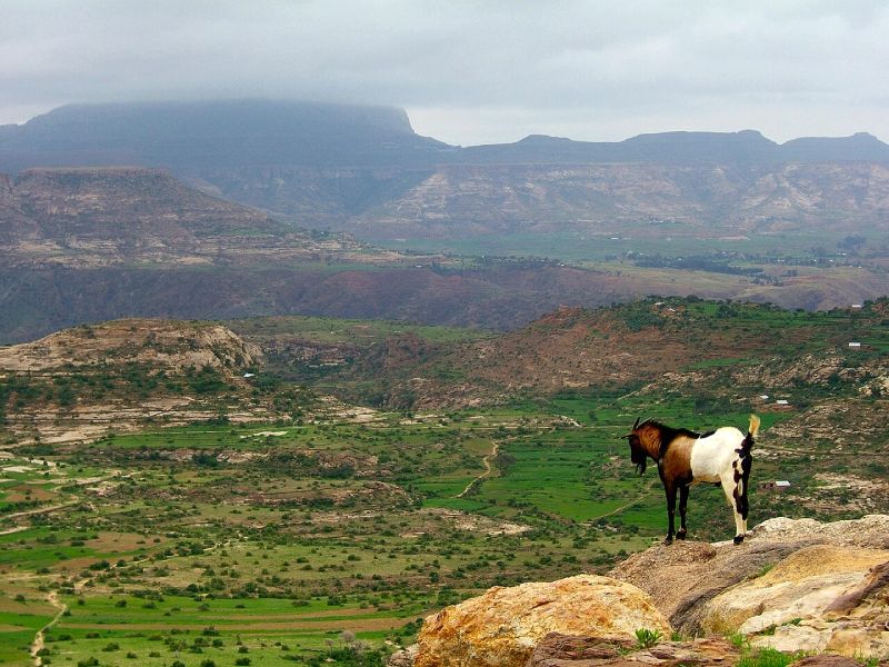 Het Ethiopisch Hoogland