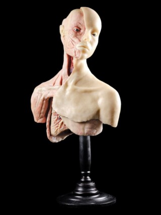 Anatomisch model - Nathalie Latour 