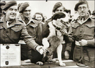 Rob, War Dog 471/322, ontvangt in 1945 een onderscheiding, de Dickin Medal