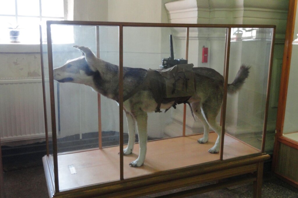 Opgezette anti-tankhond in het militair-historisch museum voor artillerie, genie en verbindingsdiensten, Sint-Petersburg