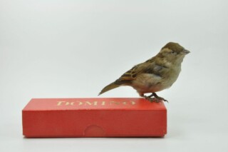 Dominomus, 2005-2015, Natuurhistorisch Museum