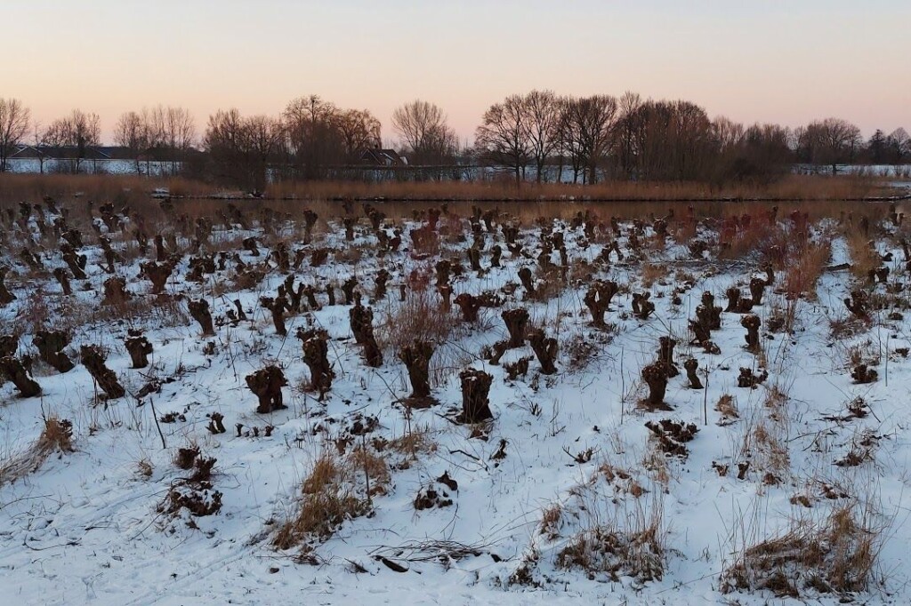 Griend met knotwilgen langs de Linge