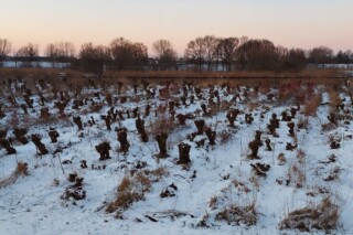 Griend met knotwilgen langs de Linge