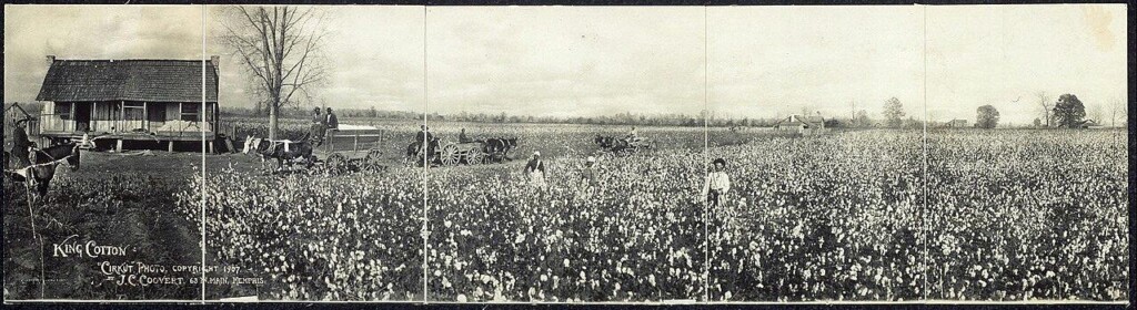 Panoramafoto van een katoenplantage, 1907