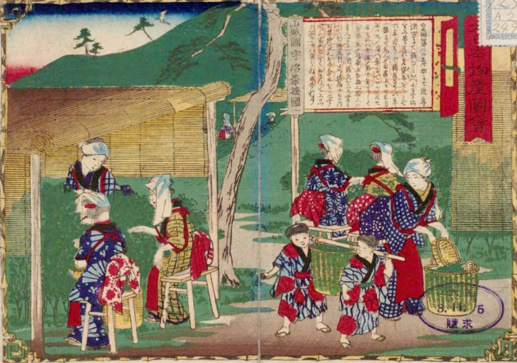 Theeoogst in Uji (Kyoto)