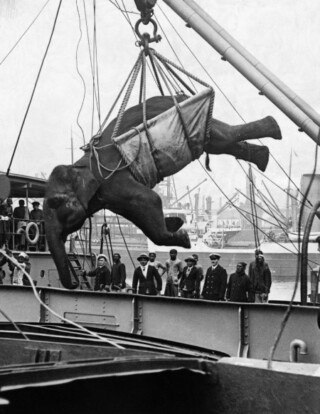 Een olifant uit India wordt in de haven van Middlesbrough van het ene naar het
andere schip gehesen op weg naar de dierentuin van Londen. In 1879 werd er
een gelijkaardig systeem gebruikt als in deze foto uit 1930.
