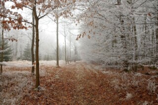 Winterlandschap