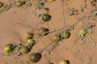 Kolokwint in een woestijn in Mauritanië 