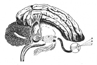 descartes-pineal-gland