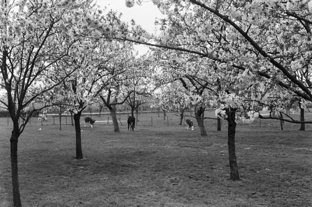 bloeiende betuwe 1947
