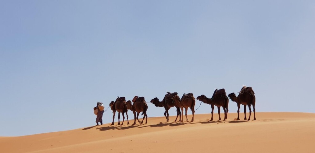Op zijn ontdekkingstocht door de Rub’ Al Khali leerde John Philby de waarde van kamelen voor transport door de woestijn kennen.