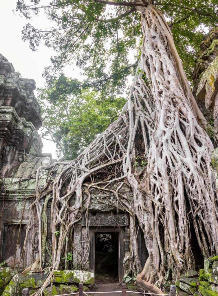 Een wurgvijg bij de Ta Prohm tempel, 2021