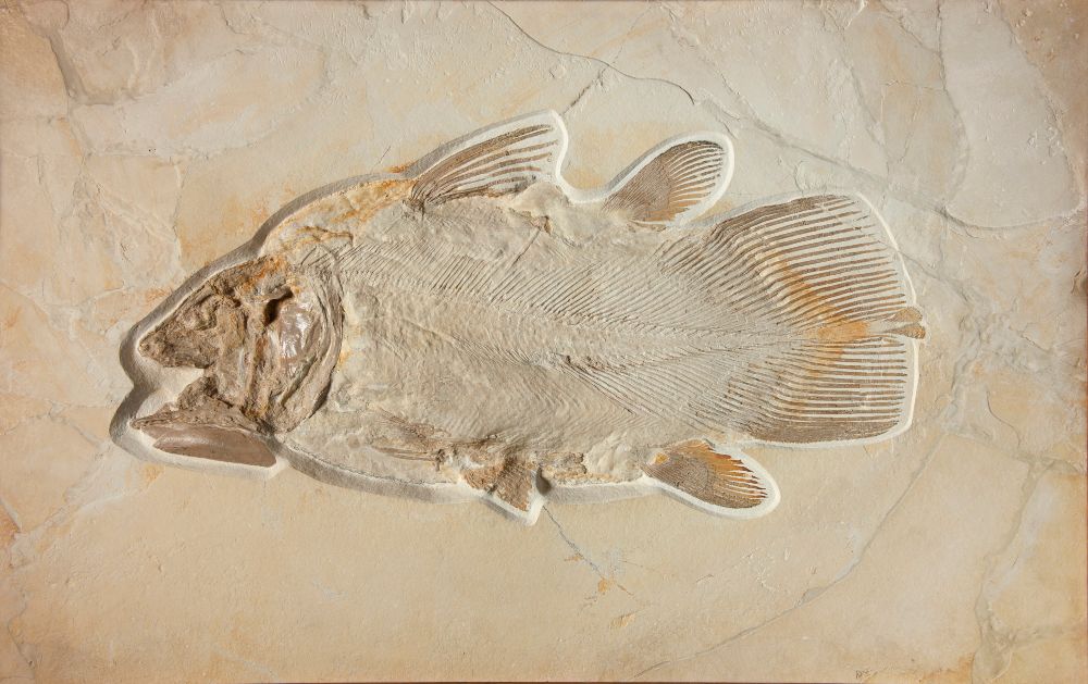 coelacanth