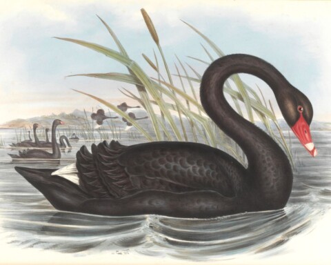 zwarte zwaan