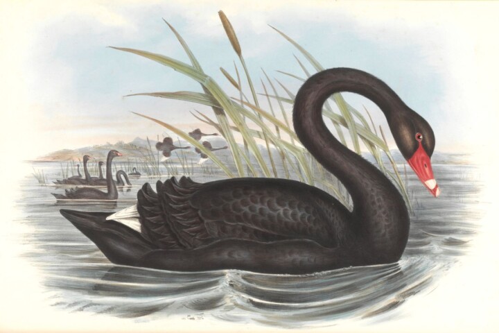zwarte zwaan