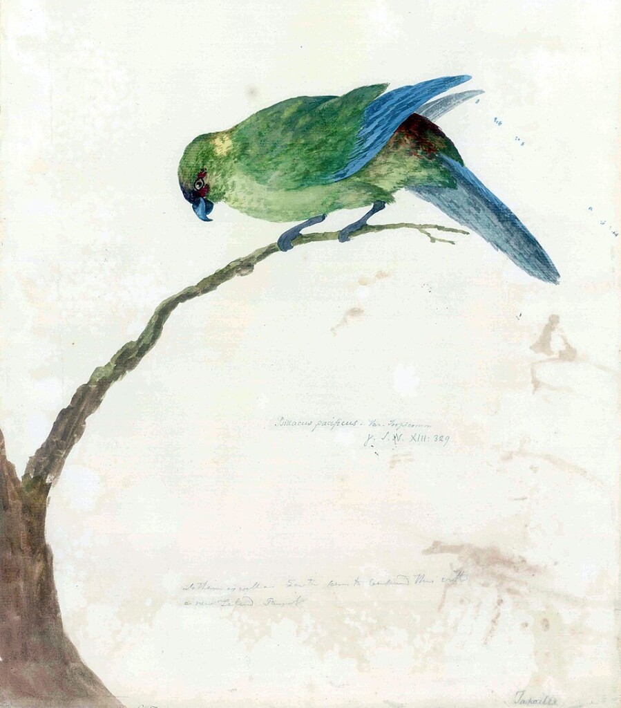 Waterverftekening uit 1774 gemaakt door George Forster