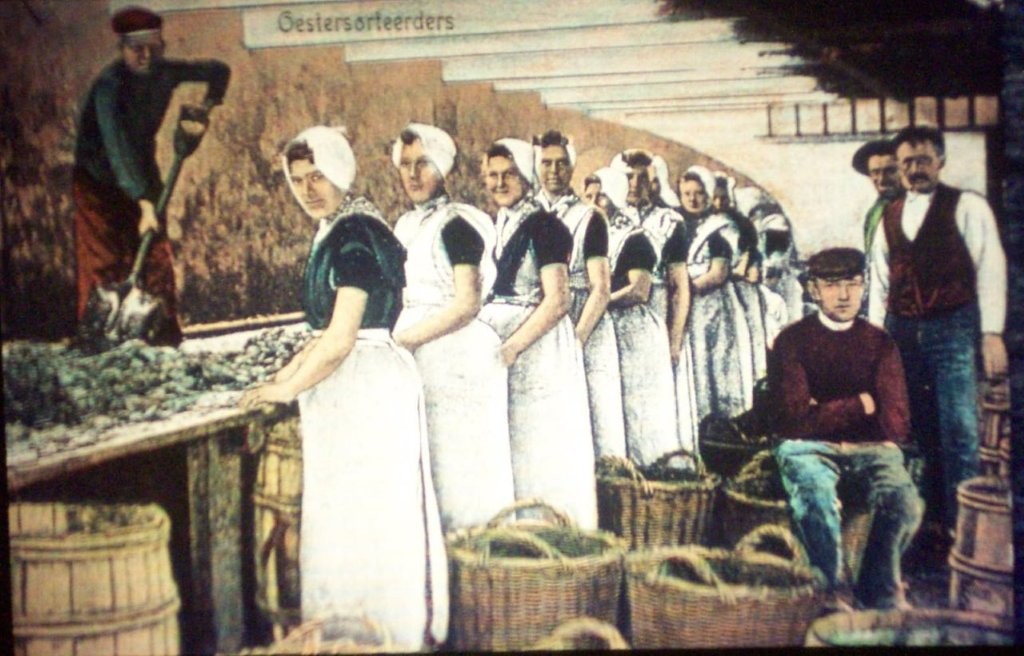 Oesters sorteren in een loods. Ingekleurde fotokaart.
