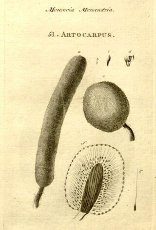 Vrucht van de broodboom