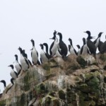 guano peru