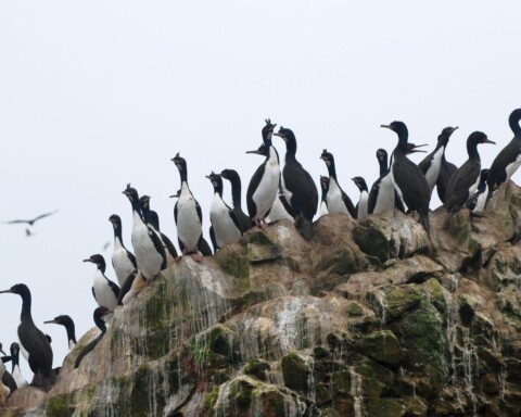 guano peru
