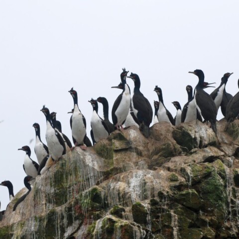 guano peru