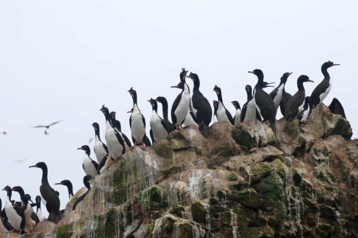 guano peru
