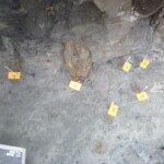 Hout uit de zevende en achtste eeuw op de oorspronkelijke vindplaats onder de Breestraat.