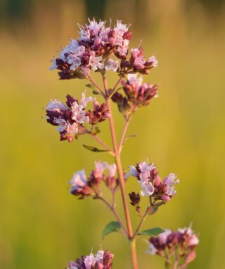 Bloeiende oregano