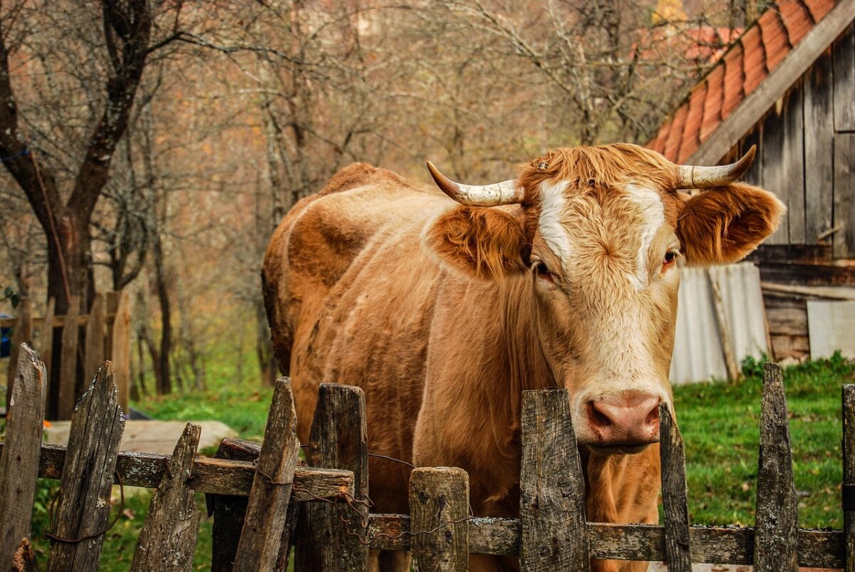 Foto van een willekeurige koe